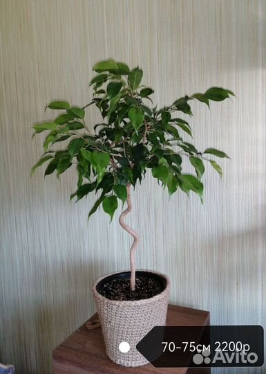 Фикус Бенджамина