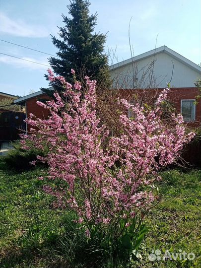 Декоративный миндаль