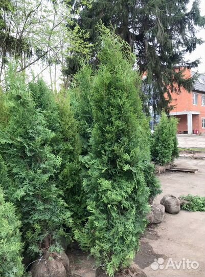 Туйки колумна хорошие красивые