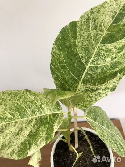 Фикус септика голд