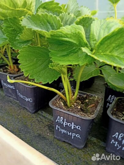 Рассада клубники