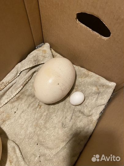 Домашняя птица