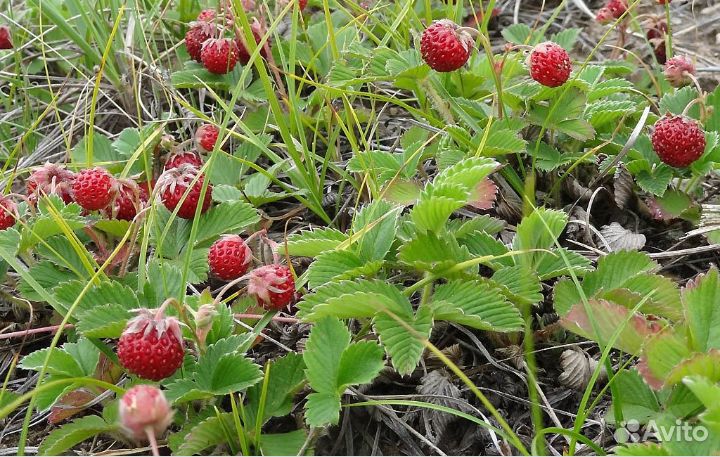 Земляника лесная рассада