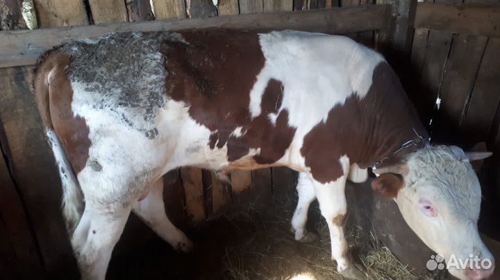 Телята, корова