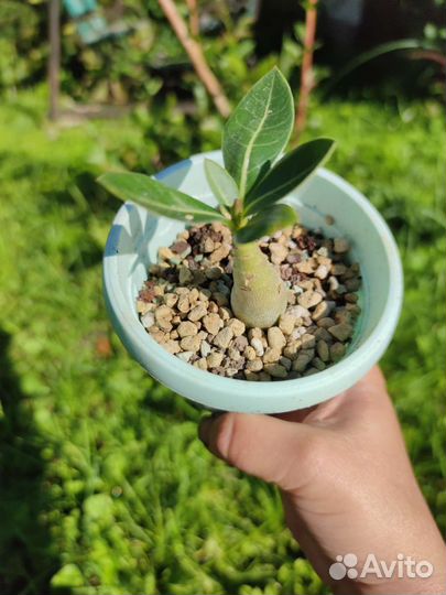 Адениум Арабикум