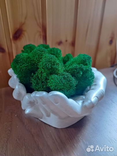 Мох стабилизированный оптом и в розницу