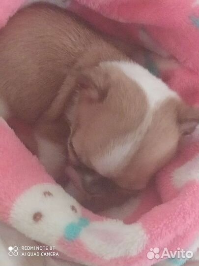 Девочки чихуахуа мини