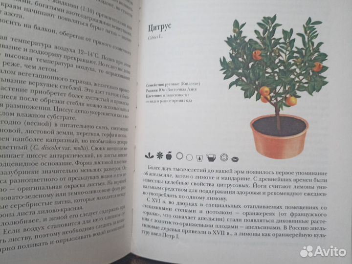 Комнатные растения