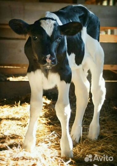 Телята бычки