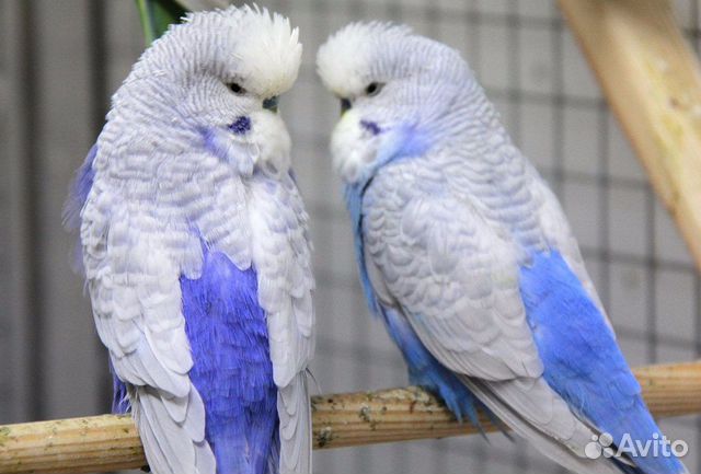 Попугаи выставочные 