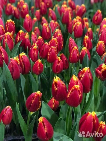 Цветы тюльпаны