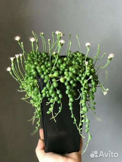 Крестовник роули