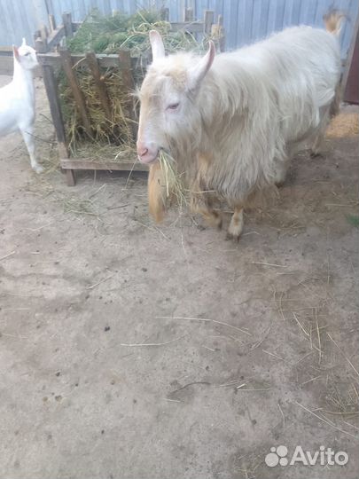 Козел зааненский безрогий