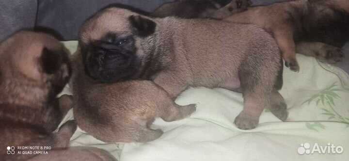 Щенки мопса