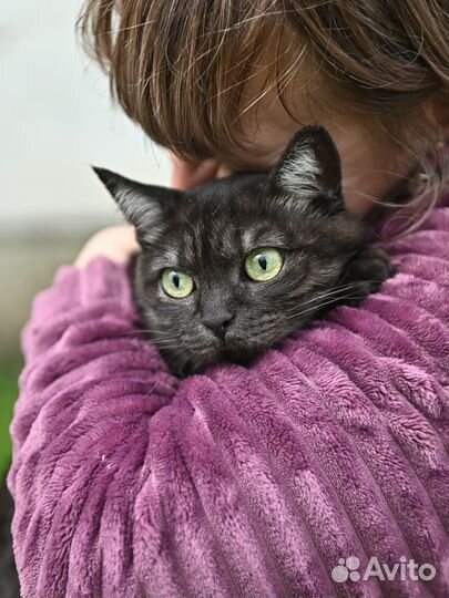 Ищем дом шотландской кошке