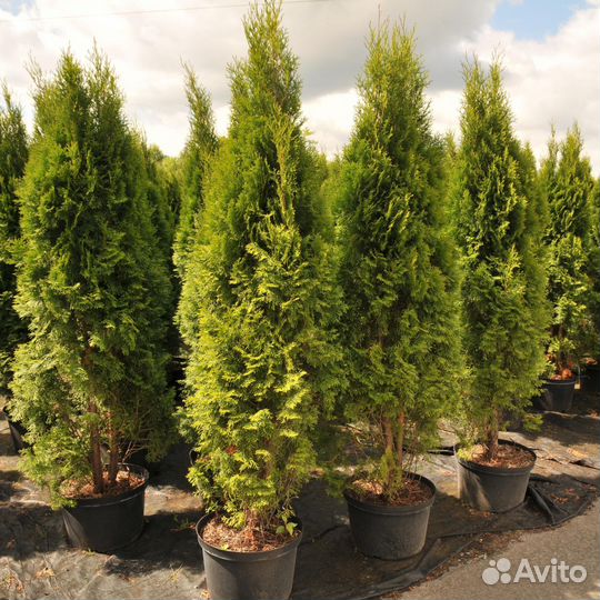 Туя брабант 190 см