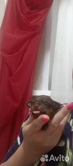 Той-терьер щенки