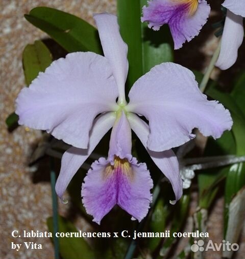 Орхидея каттлея сортовая