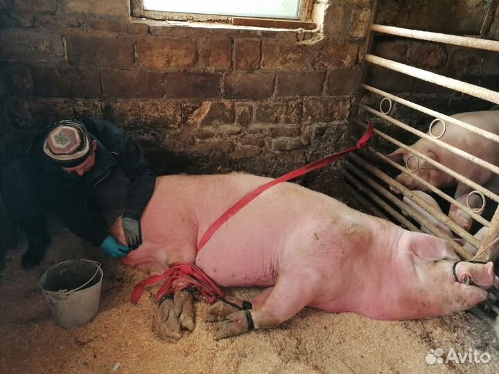 Товары для домашних животных.Кастрация сельхоз ж-х