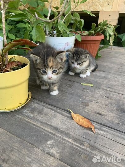 Котята девочки бесплатно
