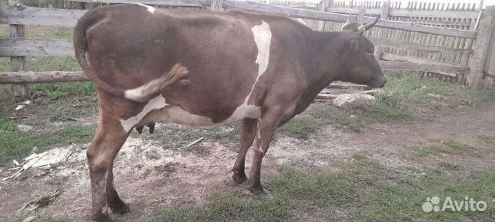 Коровы, телка