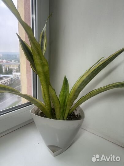 Сансевиерия лауренти