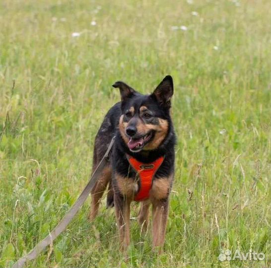 Малышка Труся в добрые руки