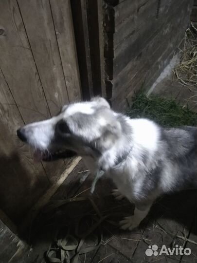 Отдам бесплатно собаку