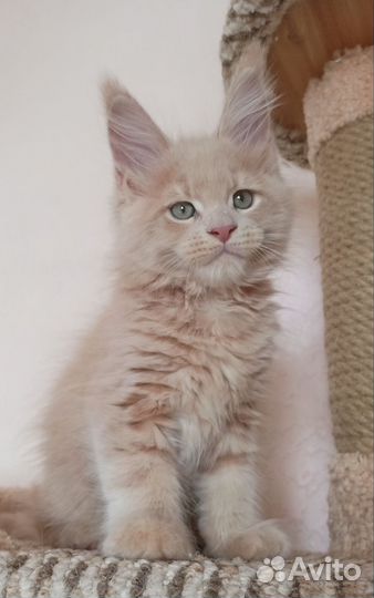 Котята мейн-кун