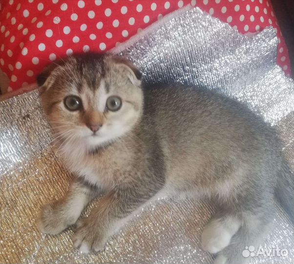 Шотландский вислоухий котенок
