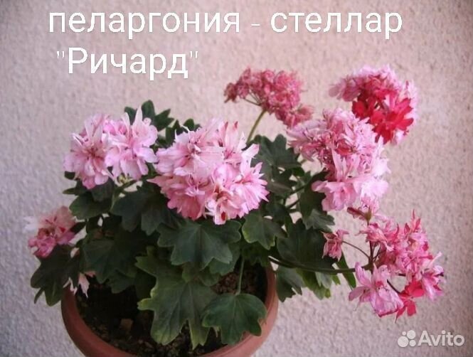 Пеларгония герань