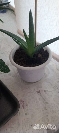 Алоэ и молочай