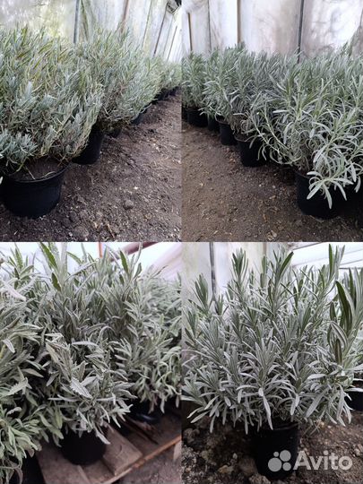 Лаванда в горшке