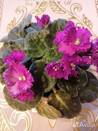 Сортовые фиалки взрослые