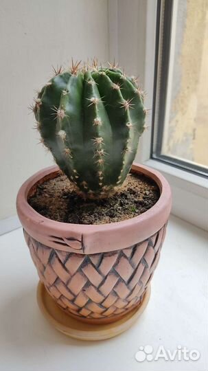 Кактусы, молочай