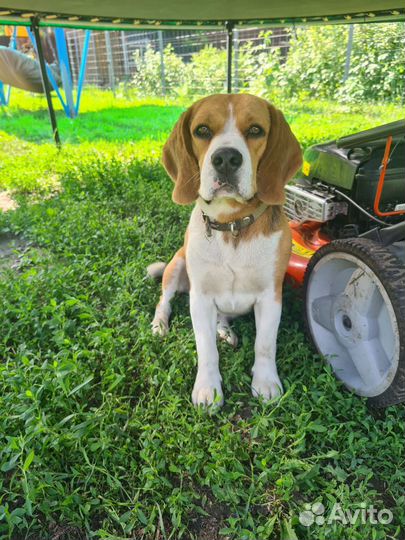 Вязка бигль