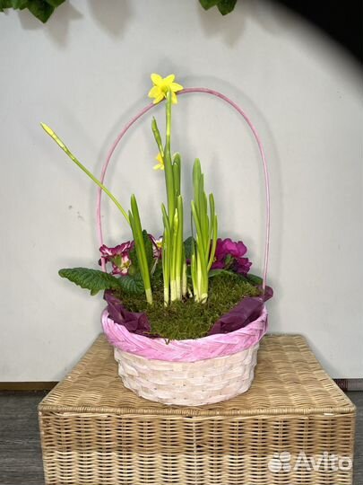 Цветы в корзине нарциссы и примулы