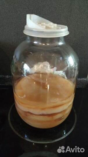 Чайный гриб