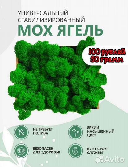 Мох ягель стабилизированый