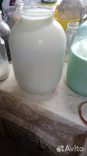 Корова дойная с теленком