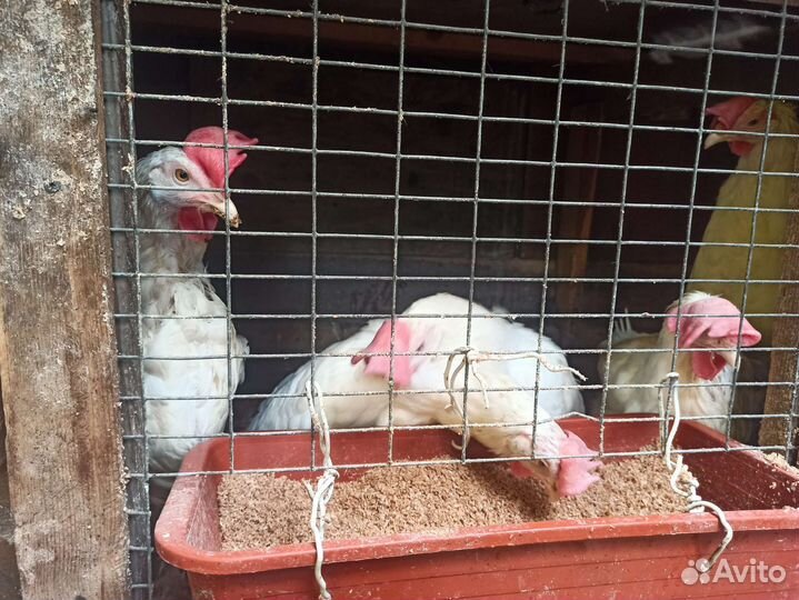 Куры несушки продам