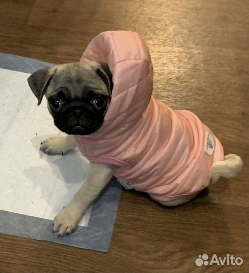 Куртка для собак мелких пород