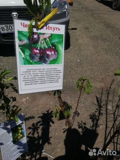 Растения для сада