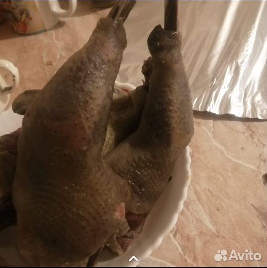 Инкубационное яйцо ухейилюй