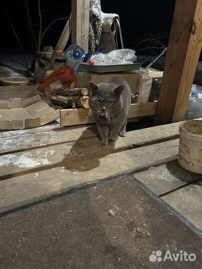Кот британец ищет дом