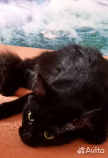 Красивейший котик