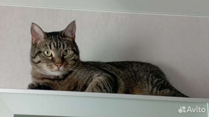 Передержка домашних животных