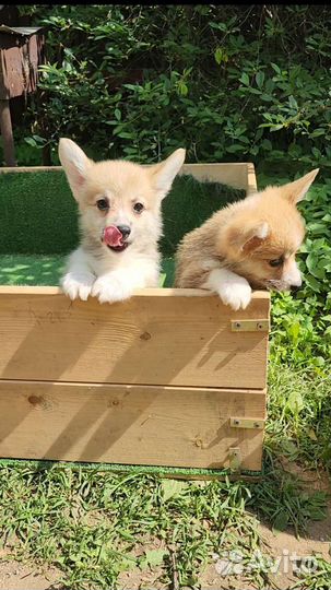 Вельш-корги пемброк