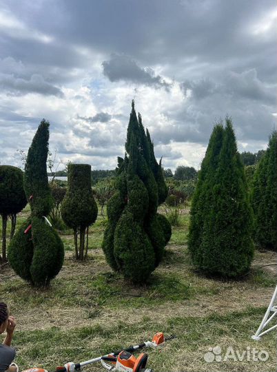 Туя Смарагд с бесплатной доставкой