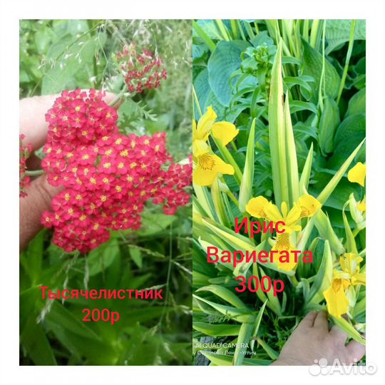 Продаю многолетники